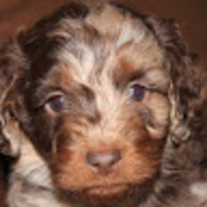 Meet your Posher, Brady